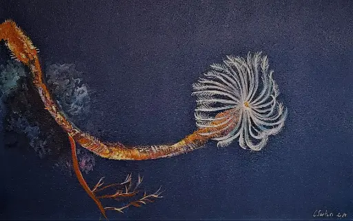 Anémone de mer
